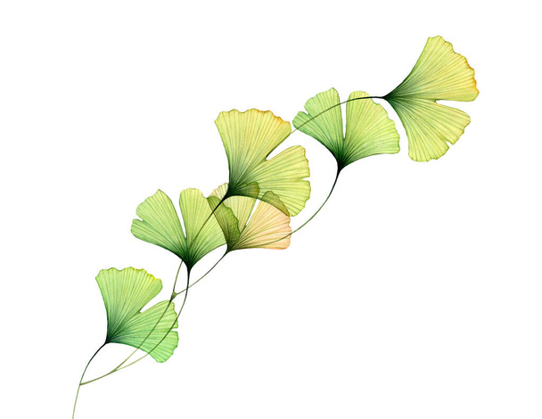 Watercolor leaves border. Diagonal line design element. Transparent green leaves isolated on white. Hand painted artwork with Maidenhair tree. Realistic and botanical illustration - Foto, Bild