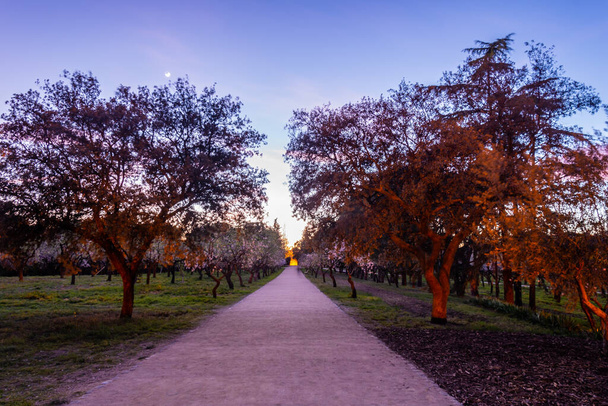 Amêndoas Parque da Quinta de los Molinos durante o pôr-do-sol. Madrid, Espanha
. - Foto, Imagem