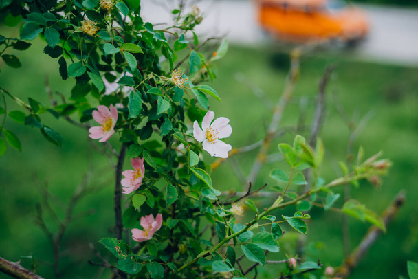 Buisson vert avec des fleurs roses en été journée ensoleillée
 - Photo, image