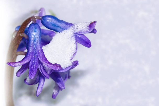 Natureza. flor de gota de neve crescendo na neve no início da floresta de primavera - Foto, Imagem