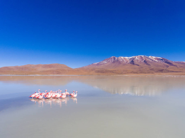 Grand groupe de flamants roses dans le lac spectaculaire se nourrissent et se détendent dans le parc national d'Eduardo Abaroa, Uyuni, Potosi / Bolivie
 - Photo, image