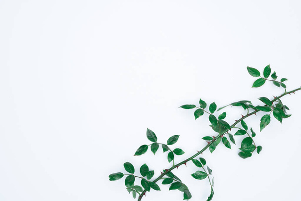 Green leaves on white background. Flat lay, top view, space. - Fotoğraf, Görsel