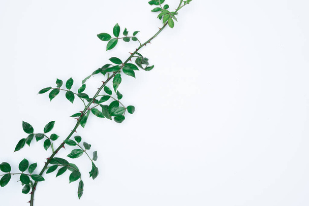 Green leaves on white background. Flat lay, top view, space. - Foto, afbeelding