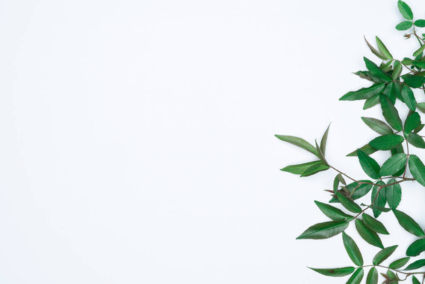 Green leaves on white background. Flat lay, top view, space. - Foto, imagen