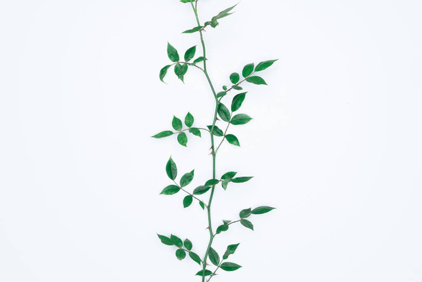 Green leaves on white background. Flat lay, top view, space. - Фото, изображение