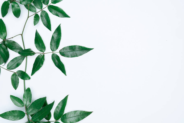 Green leaves on white background. Flat lay, top view, space. - Fotó, kép
