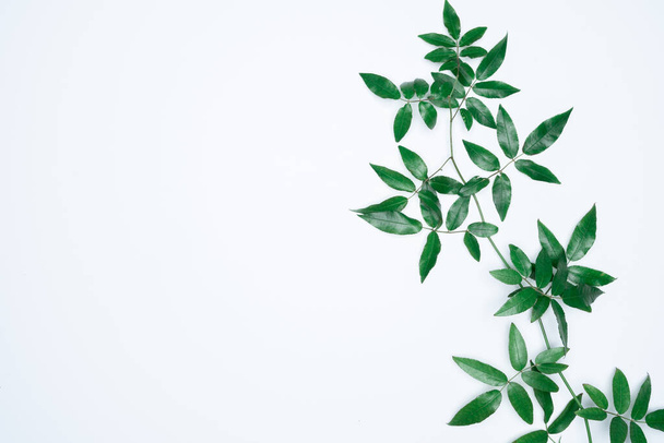 Green leaves on white background. Flat lay, top view, space. - Photo, Image