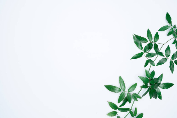 Green leaves on white background. Flat lay, top view, space. - Photo, Image