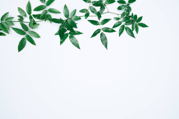 Πράσινα φύλλα σε λευκό φόντο. Επίπεδη lay, κορυφαία άποψη, χώρος. - Φωτογραφία, εικόνα