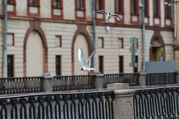 White bird flies along the old buildings in the city - Foto, immagini