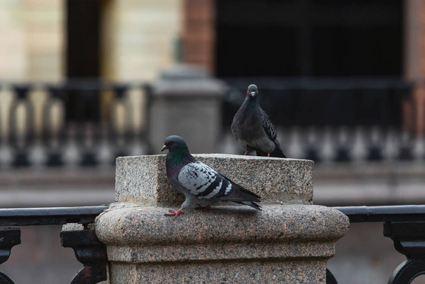 Alone pigeon at Empty street in the centre of the city on self isolation - Foto, Bild