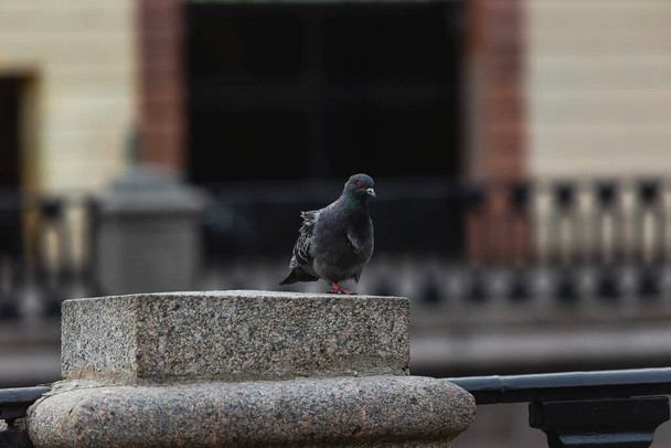 Alone pigeon at Empty street in the centre of the city on self isolation - Foto, immagini