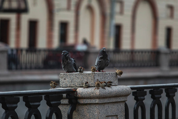 Saint-petersburg, Rusya - 31 Mart 2020: Sokaktaki aç bir kuş sürüsü. Şehrin merkezinde boş yollar var. - Fotoğraf, Görsel