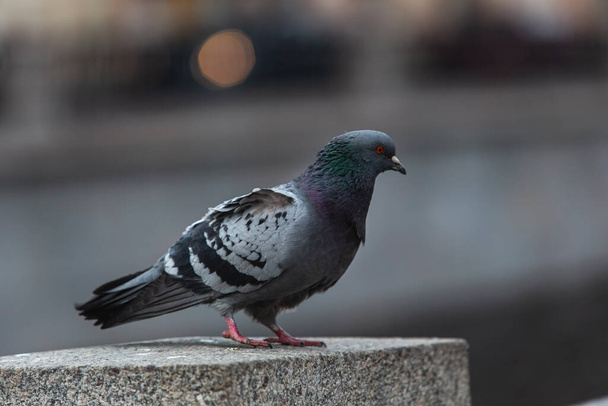 Alone pigeon at Empty street in the centre of the city on self isolation - Foto, Bild