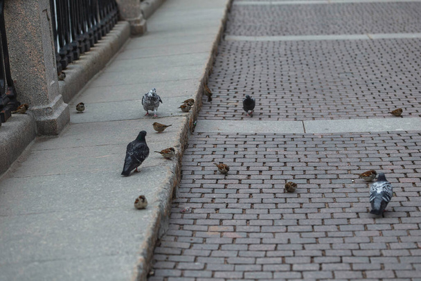 Saint-petersburg, Russia - 31 March 2020: A flock of hungry birds on the street. Empty roads in the centre of the city - Photo, image