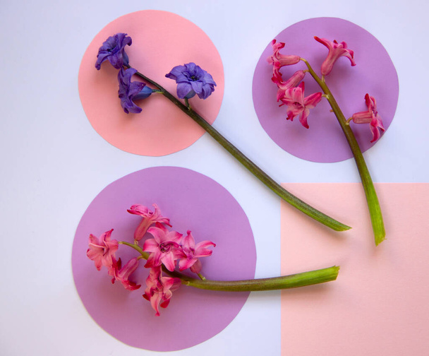 Trendy layout s kvetoucí hyacinth a papírové jasné kruhy na bílém pozadí. Minimální přírodní koncept s kreativním kopírovacím prostorem. Pohled shora, byt ležel. - Fotografie, Obrázek