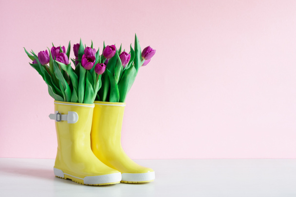 Желтые ботинки дождя и фиолетовые тюльпаны на розовом фоне стены. Весенний фон. Копирование пространства
. - Фото, изображение