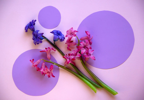 明るいピンクの背景に咲くヒヤシンスと紙の紫色の円とトレンディなレイアウト。創造的なコピースペースと最小限の自然コンセプト。トップビュー、フラットレイアウト. - 写真・画像