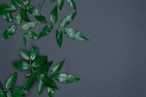 Green leaves on black background. Flat lay, top view, space. - Photo, Image