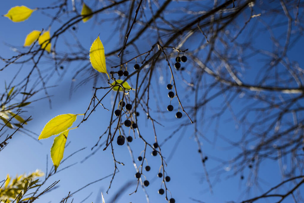 Versot ja kukannuput puun talvella keväällä
 - Valokuva, kuva