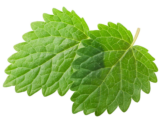 Lemon balm or mint balm leaves (Meliisa officinalis ) isolated, top view - Photo, Image