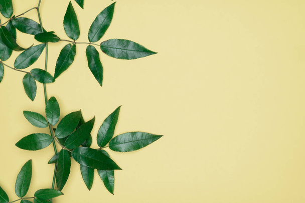 Green leaves on yellow background. Flat lay, top view, space. - Fotografie, Obrázek