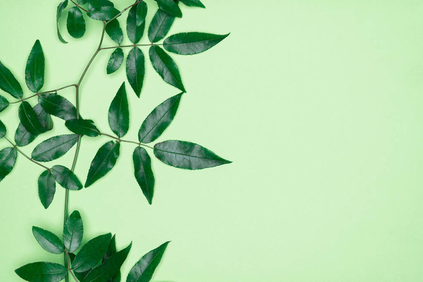 Green leaves on green background. Flat lay, top view, space. - Fotografie, Obrázek