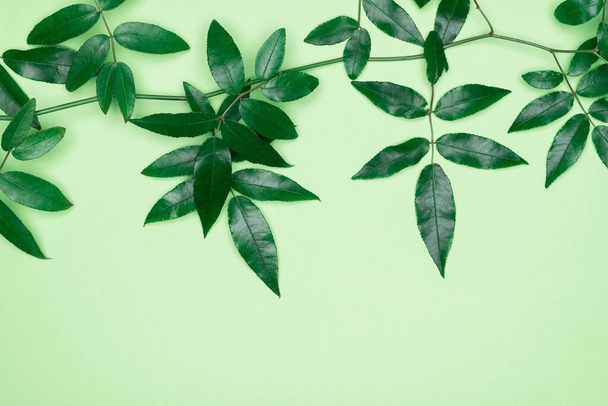 Green leaves on green background. Flat lay, top view, space. - Foto, Imagem