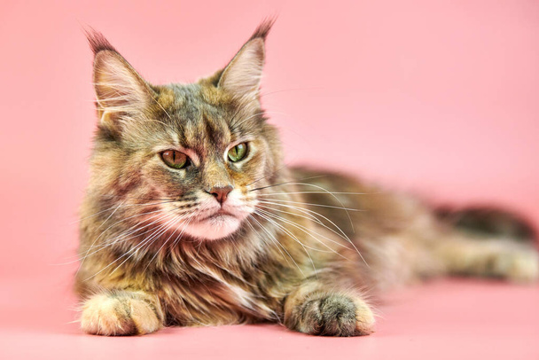 Maine Pesukarhun kissa, kilpikonnaturkin väri. Aikuinen naaras maine coon puhdasrotuinen kissa vaaleanpunainen tausta. Tortie shortthair kissa hauska ilme. - Valokuva, kuva
