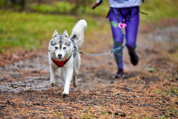 Canicross raza mushing perro. Husky perro de trineo unido al corredor. Competencia de otoño. - Foto, Imagen