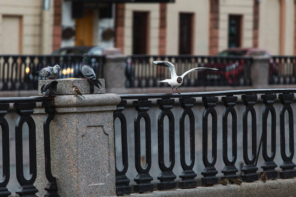 Saint-petersburg, Russia - 31 March 2020: A flock of hungry birds on the street. Empty roads in the centre of the city - Foto, Bild