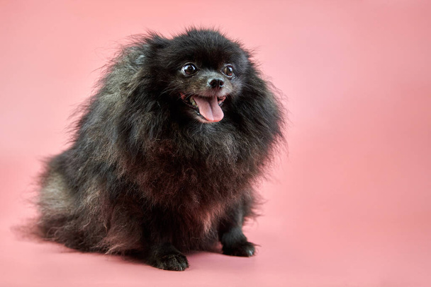 Pomerániai Spitz fekete kiskutya. Aranyos bolyhos Spitz kutya rózsaszín háttérrel. Családbarát kis törpe-köpködő pom dog kilógó nyelvvel. - Fotó, kép