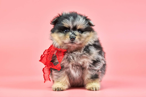 Pomerániai Spitz kölyök. Aranyos bolyhos háromszínű Spitz kutya rózsaszín háttérrel. Családbarát kis törpe-köpcös pom dog. - Fotó, kép