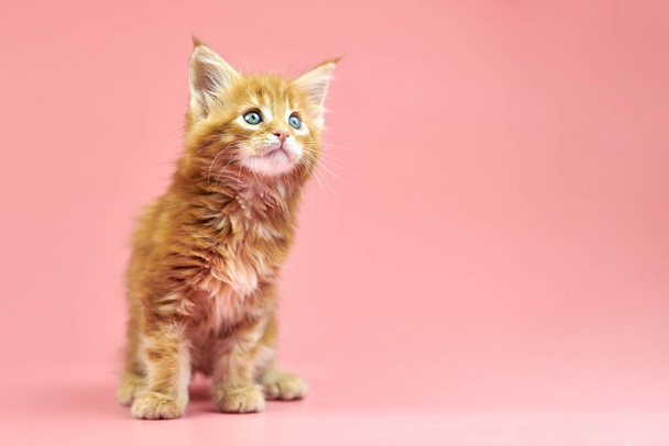 Maine coon red kitten, espaço de cópia. Bonito gato de raça pura shorthair no fundo rosa. Cabelo de gengibre gatinho atraente de nova ninhada. - Foto, Imagem
