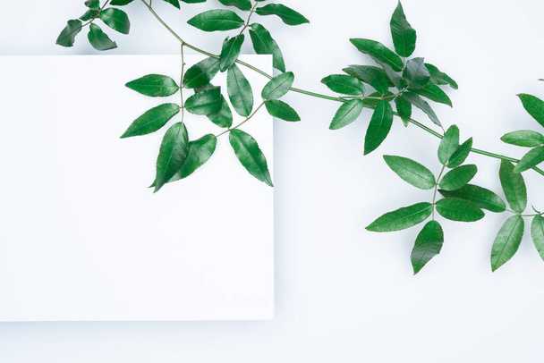Green leaves on white background. Flat lay, top view, space. - Foto, afbeelding