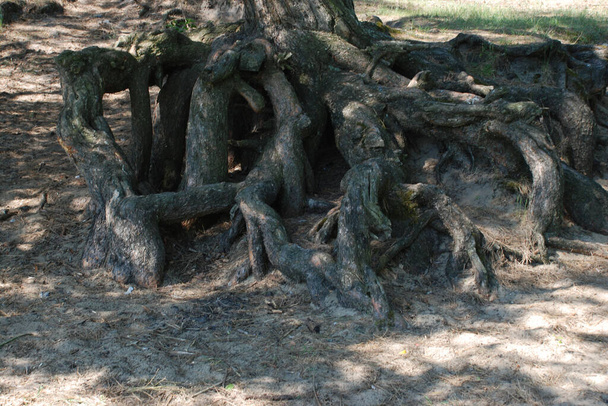 Kořeny staré borovice - Fotografie, Obrázek