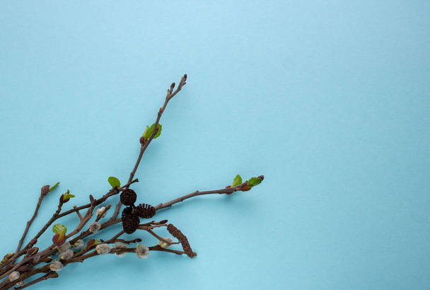Branch of grey alder with dried cones isolated on blue background - Valokuva, kuva