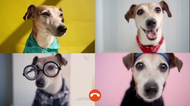Group video chat call in messenger with 4 friends or Colleagues freelancers speaking about project remotely. home office of friends party.  Funny dogs chatting online. horizontal Video footage - Footage, Video