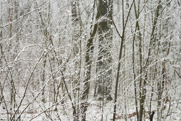 森の雪に覆われた木の枝 - 写真・画像