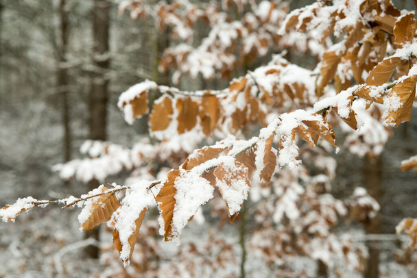 ветви дуба, покрытые снегом в лесу
 - Фото, изображение
