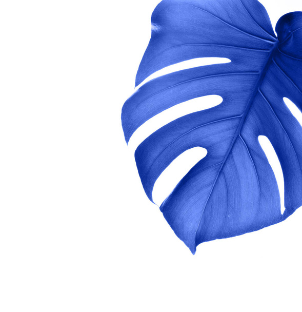Tropical blue Monstera leaf isolated on pink background. - Zdjęcie, obraz