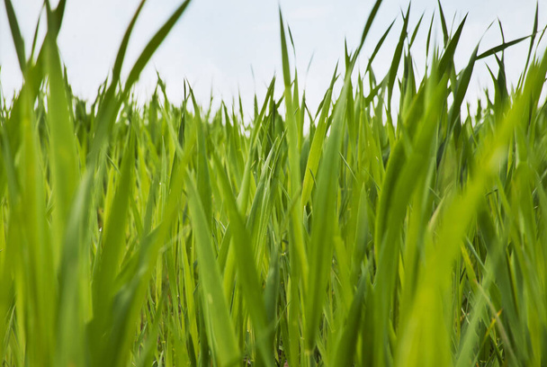 Christmas wheat, grass isolated on white background. - Photo, image