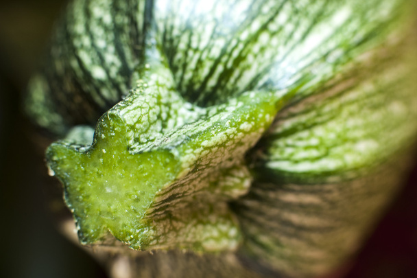Green zucchini - Photo, Image
