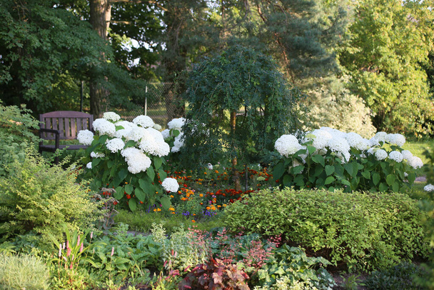 krajobraz ogród w letni dzień, środkowe łóżko z hortensjami z dużymi białymi kwiatami i w środku jest Płaczący Peszrub Syberyjski (Caragana arborescens pendula) - Zdjęcie, obraz
