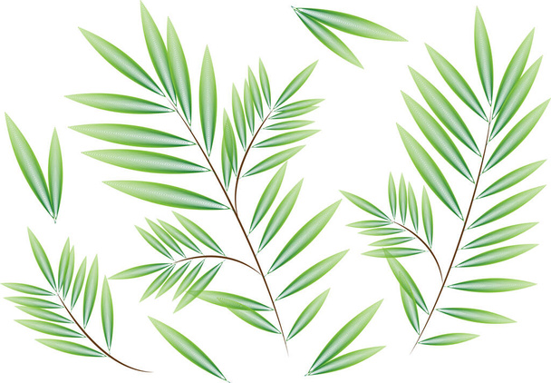 willow branches collage vector illustration of floral elements - Vektör, Görsel