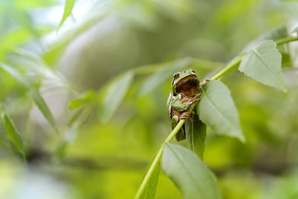 Hyla arborea -ヨーロッパの木のカエルが緑の葉の枝に座っている - 写真・画像