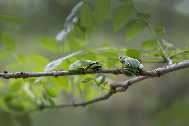 Hyla arborea - tree frog, is a strongly protected species, two tree frogs sitting on a branch of a deciduous tree - Photo, Image
