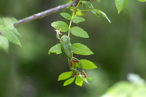 Hyla arborea - европейская древесная лягушка, ползающая по зеленому цветущему дереву на красивом боке
 - Фото, изображение