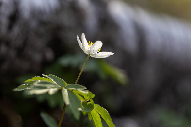 Anemone nemorosa - une fleur d'anémone nemorosa en contre-jour sur un fond de tronc de bouleau
 - Photo, image