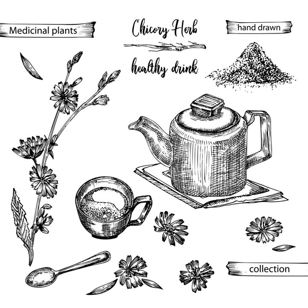 Realisztikus Botanikus tinta vázlat cikória gyökér, virágok, por, teáskanál, tea csésze és kanál elszigetelt fehér háttér, virágos gyógynövények gyűjtemény. Gyógynövény. Vintage rusztikus vektor illusztráció - Vektor, kép